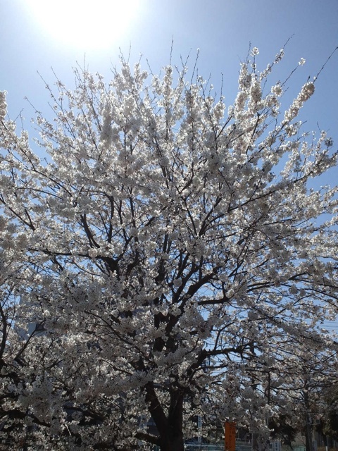 近所の桜　その２