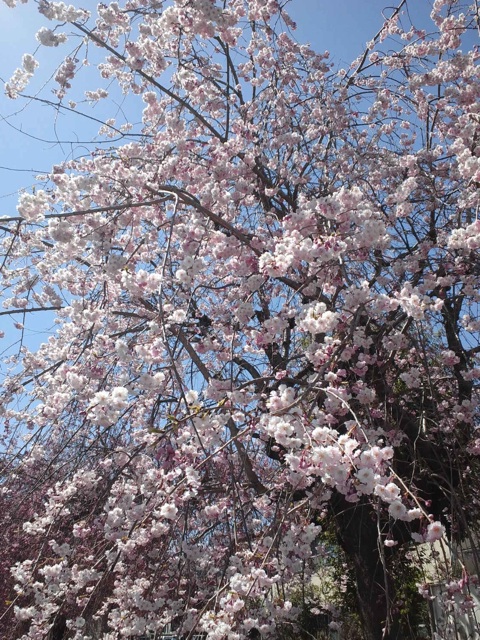 近所の桜　その１